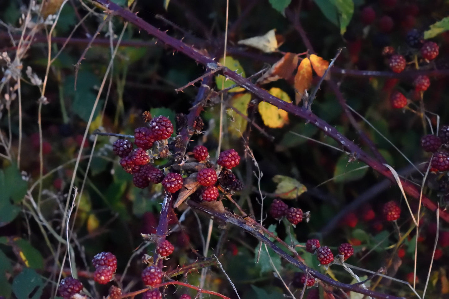 Duftstäbchen Diffuser SEEBEEREN - Himbeere & rosa Pfeffer
